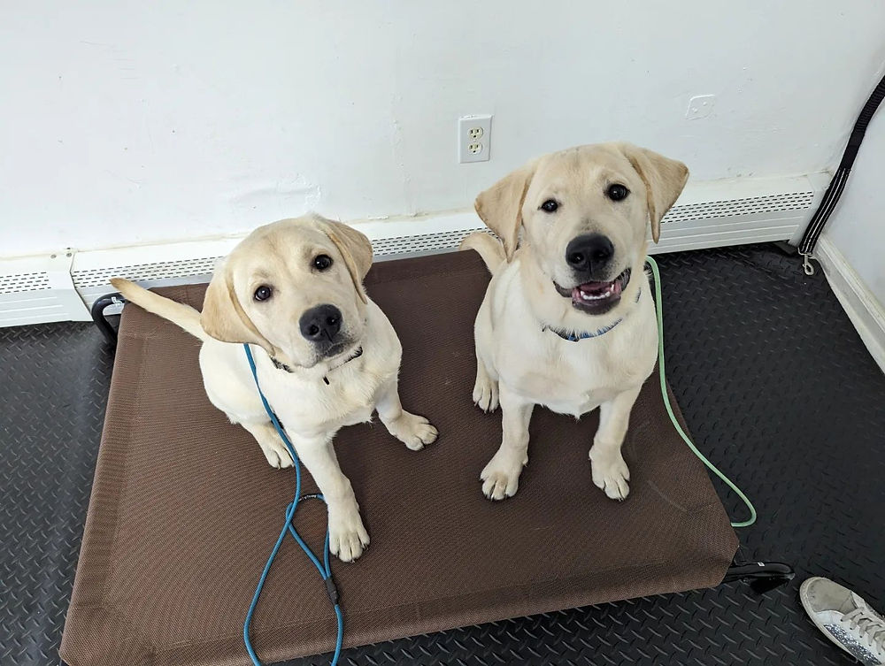 Dogs of Casper Dog training