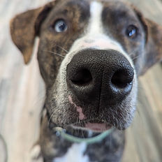 Dogs of Casper Dog training