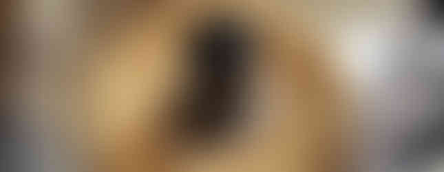 Almonds and hazel nuts in a food processor