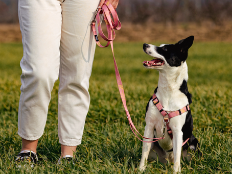 Oprsnice proti vlečenju Gina's Woofs: Za udobne in nadzorovane sprehode