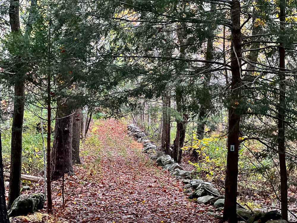 View down a fire road through woods on the Sears Land.