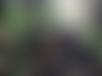 Update to the Temporary Leash Order