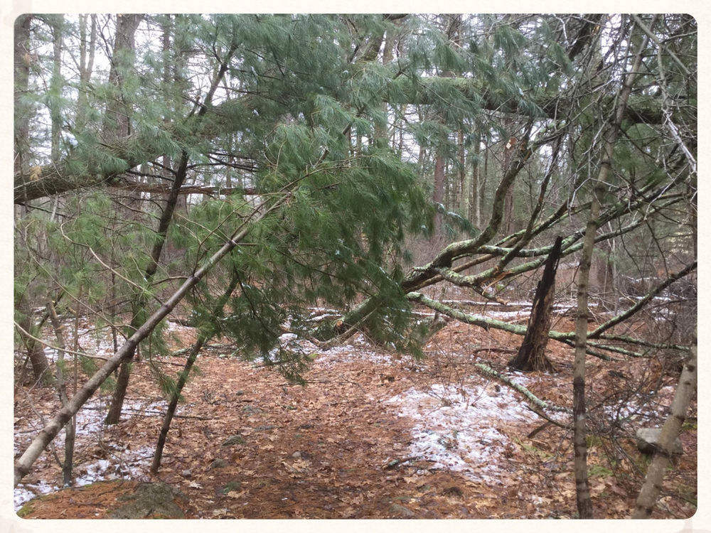 Our trails need your help!