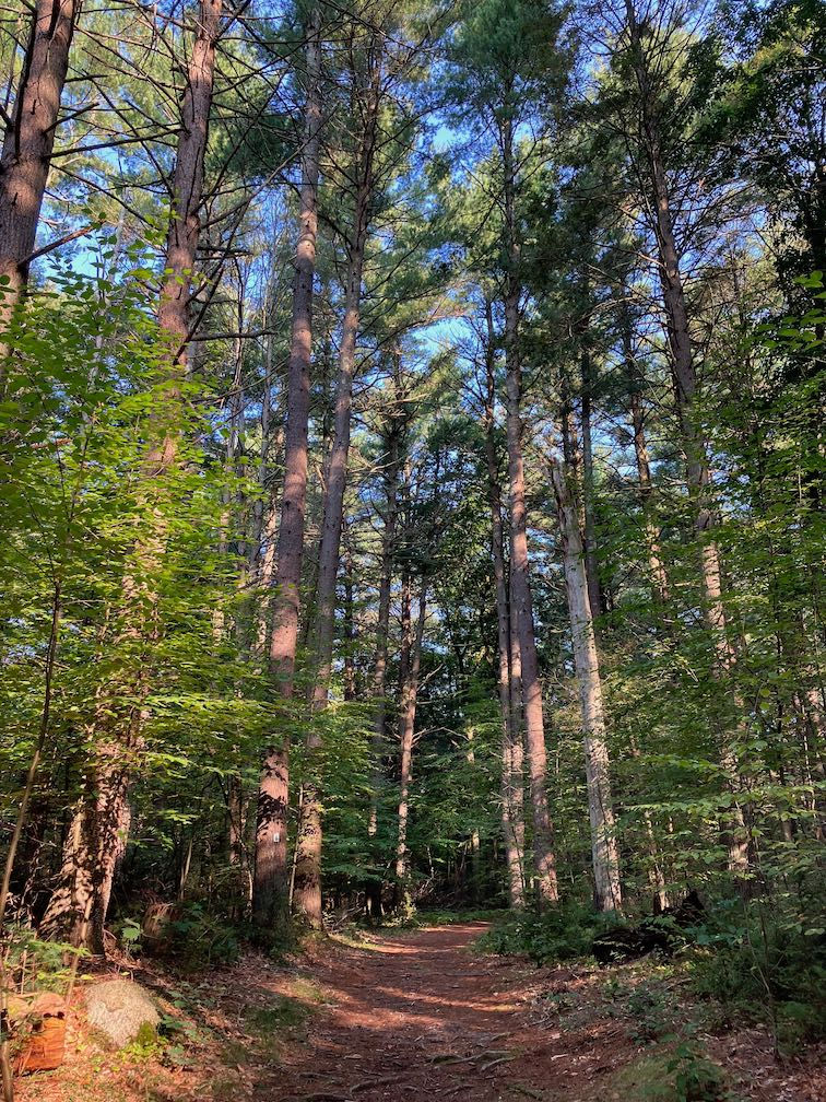 Trail through pine tree forest on sunny day.