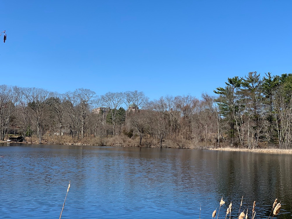 College Pond on sunny day in early spring before leafout, view of Campion Center up hill in background.