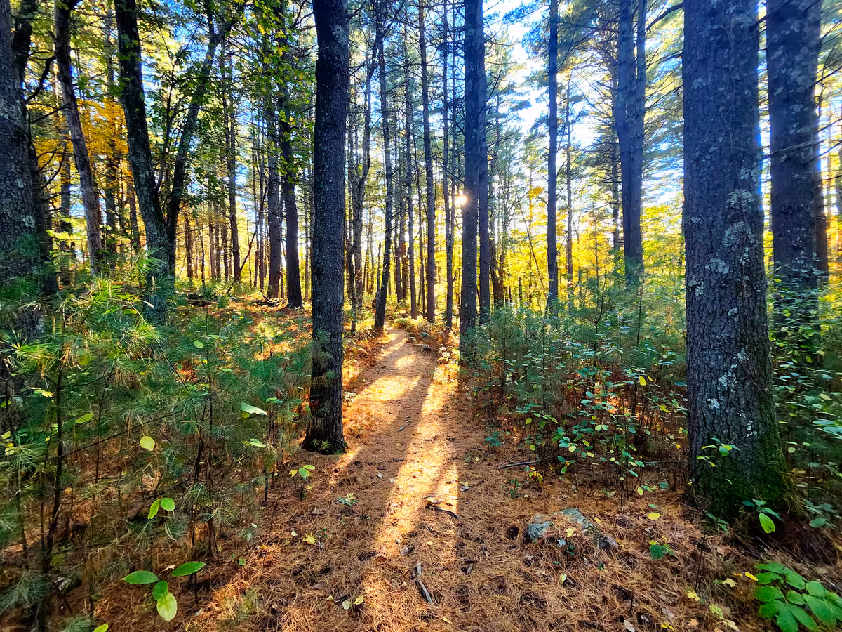 Sun shining through pine woods.