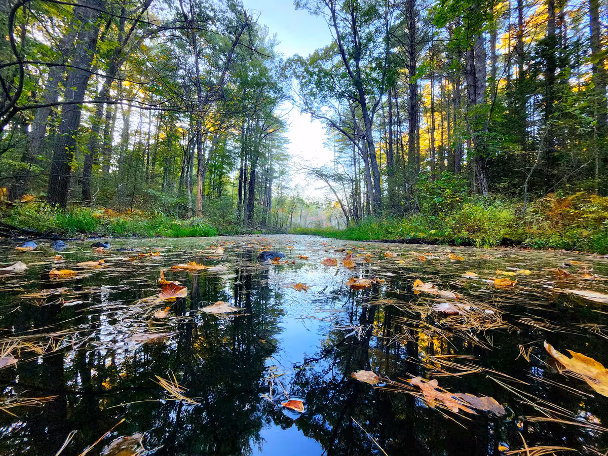 A glassy-surfaced brook viewed just above the surface of the water, in verdant woods.