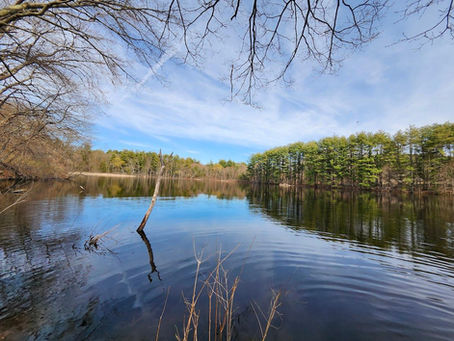 Pond ringed by pine and deciduous woods on a partly sunny day.