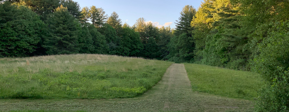 looking north to trail intersection in field, low sun on pine trees