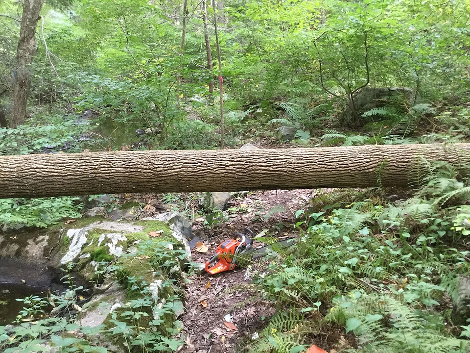 Fallen tree across Willow Road trail before clearing