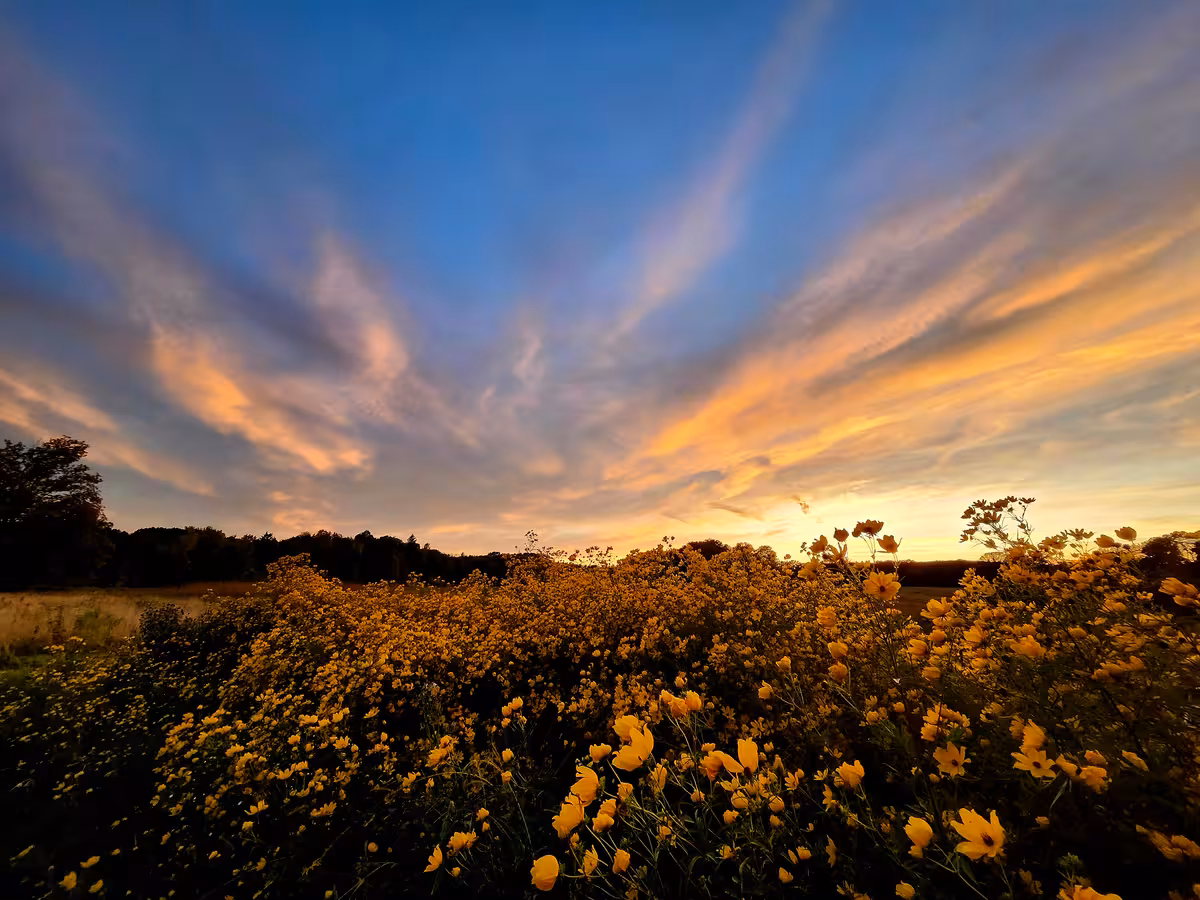 Meadow replete with black-eyed susans with glowing clouds overhead at sunset.
