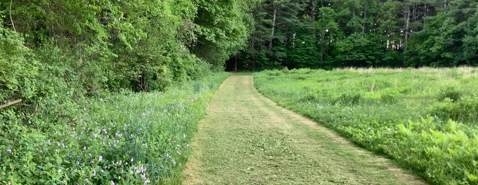 looking south along trail, geraniums at left edge