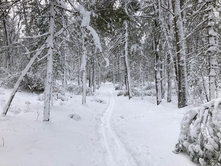 Explore Highland Forest with us on Sunday, February 6th, 2022 at 2 PM