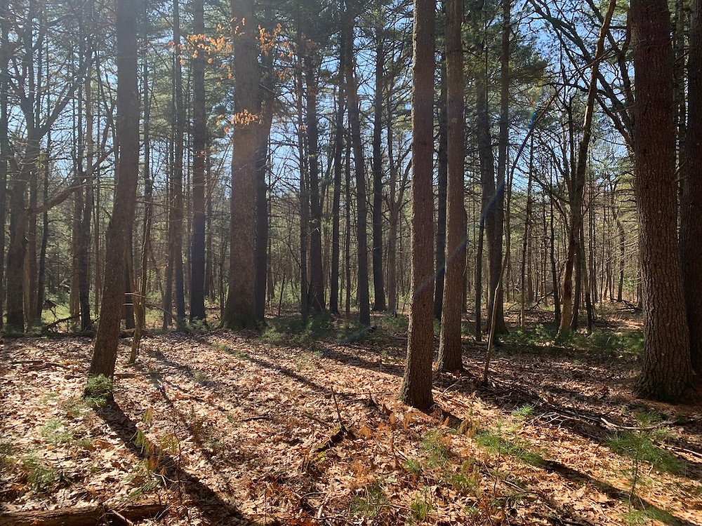 Woods in Ogilvie Town Forest on a sunny day.