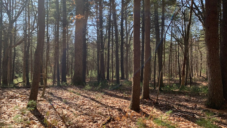 May 1, 2022: Ogilvie Town Forest