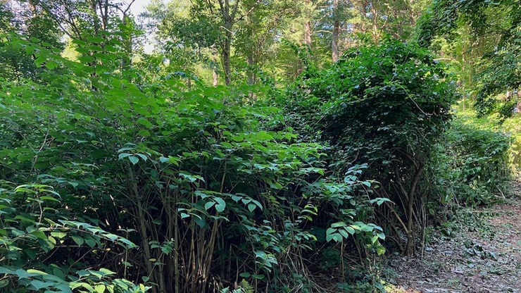 September Stewardship Saturday: Remove Japanese Knotweed