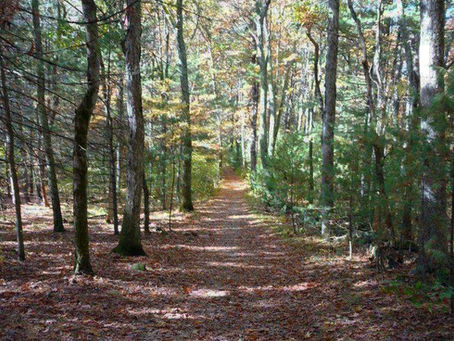Straight wide woods trail in Ogilvie Forest through a mix of conifers and deciduous trees, with some fall foliage colors in the distance.