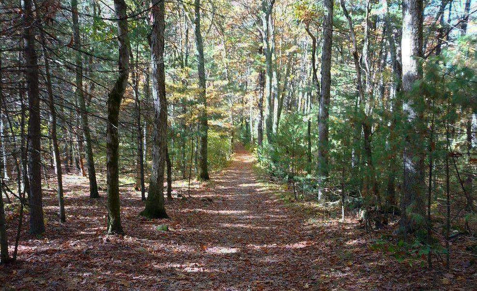 Straight wide woods trail in Ogilvie Forest through a mix of conifers and deciduous trees, with some fall foliage colors in the distance.