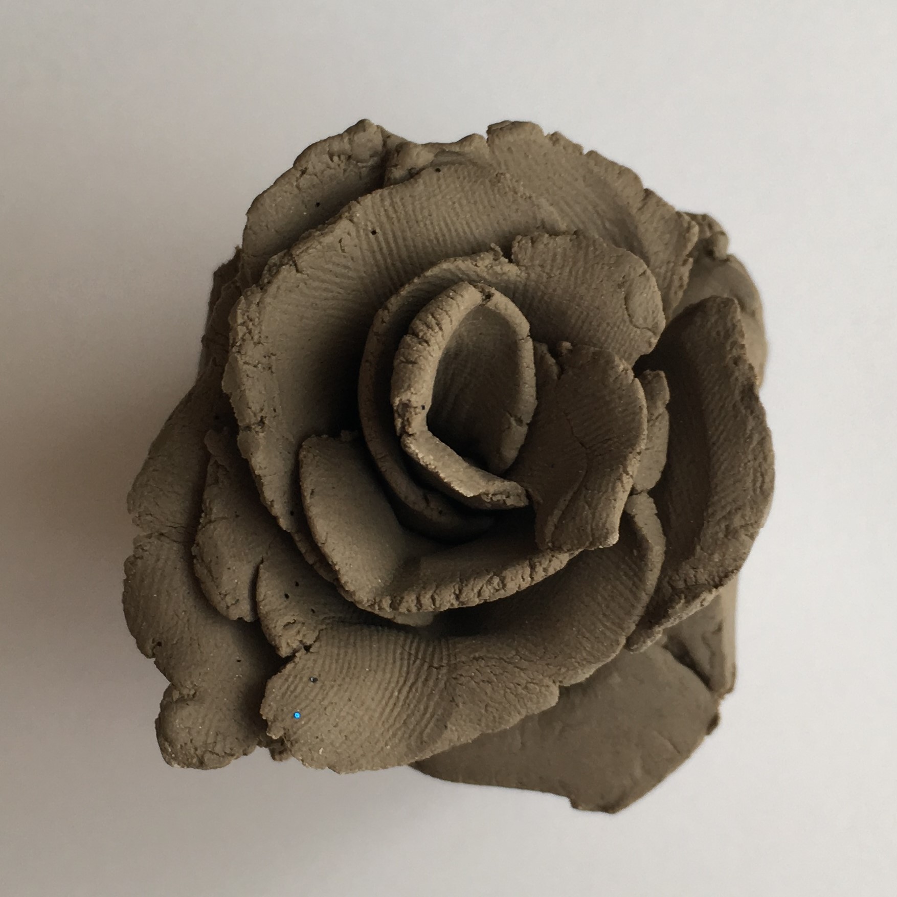 Rose(Topview)