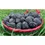 Küçük resim: Acve Peygamber Hurması 1kg