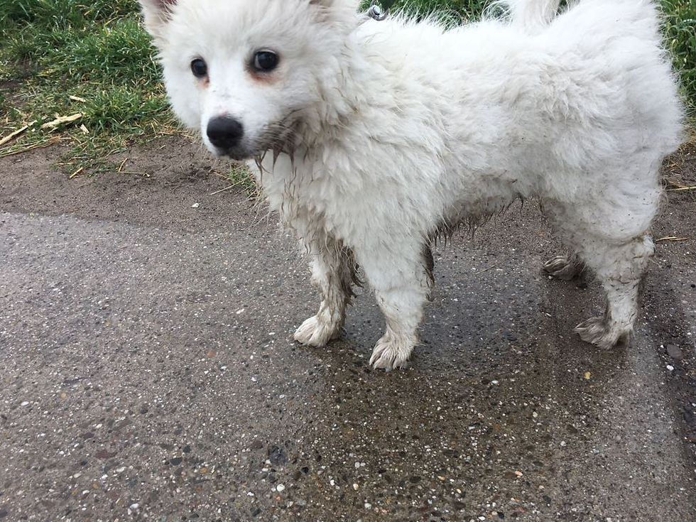 Dina