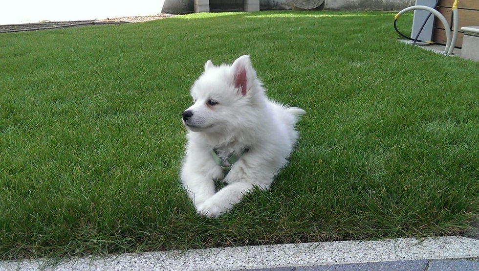 Dina