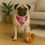 Thumbnail: Wags for Jags Pet Bandana with collar