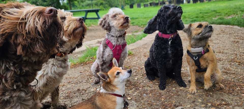 dog walkers 