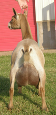 gch-tx-twincreeks-wdf-sarafina-2-m_orig.png