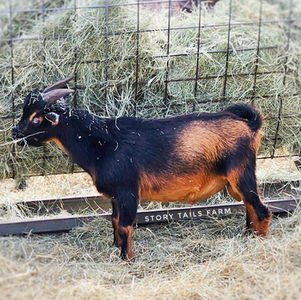 registered Nigerian dwarf in Texas