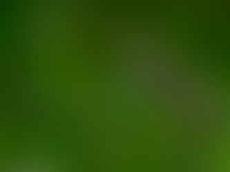 The Yellow Bittern
(Ixobrychus sinensis)