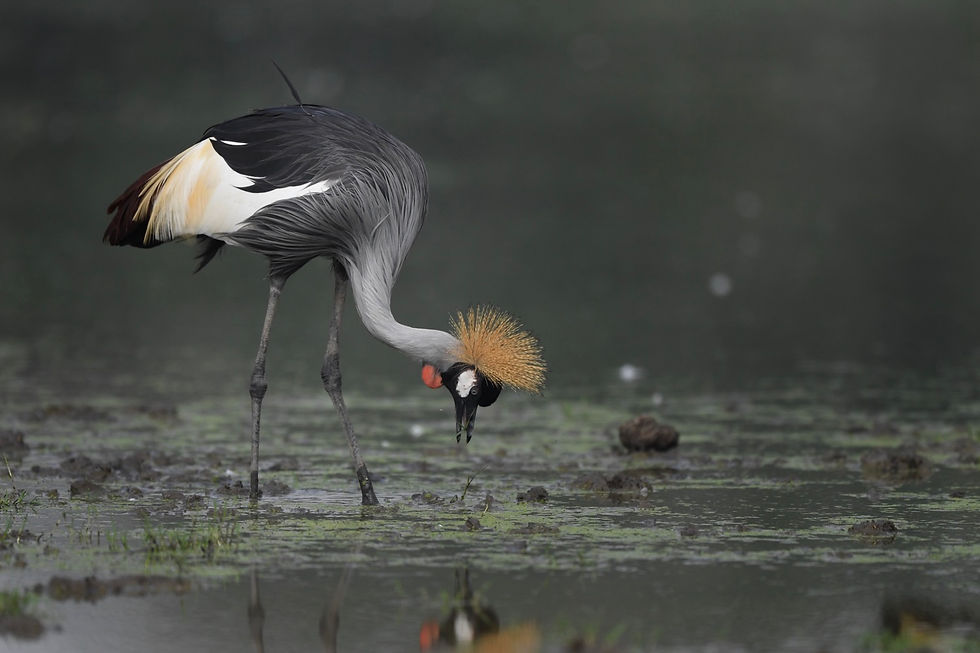 Gray Crowned Crane