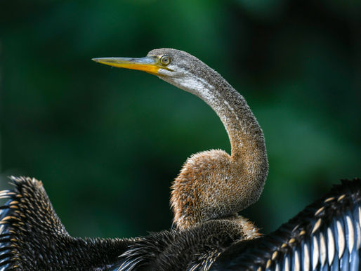 The Oriental Darter or Indian Darter (Anhinga melanogaster)