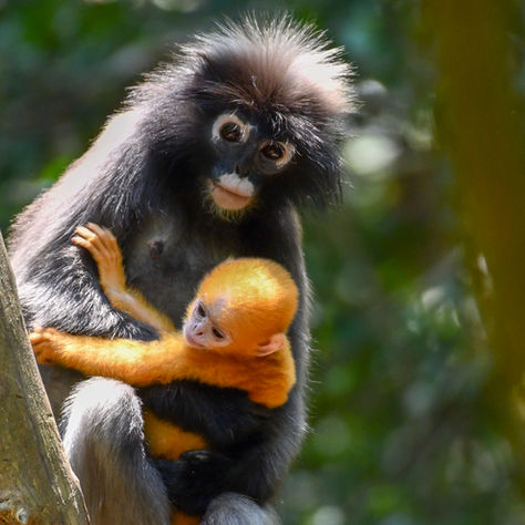 The Dusky Leaf Monkey,
(Trachypithecus Obscurus)