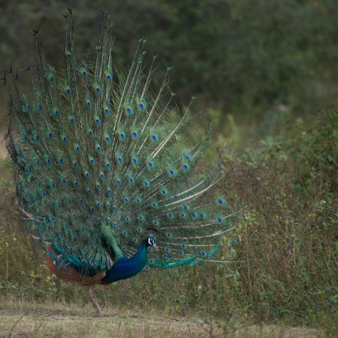 The Indian Peafowl
(Pavo cristatus)