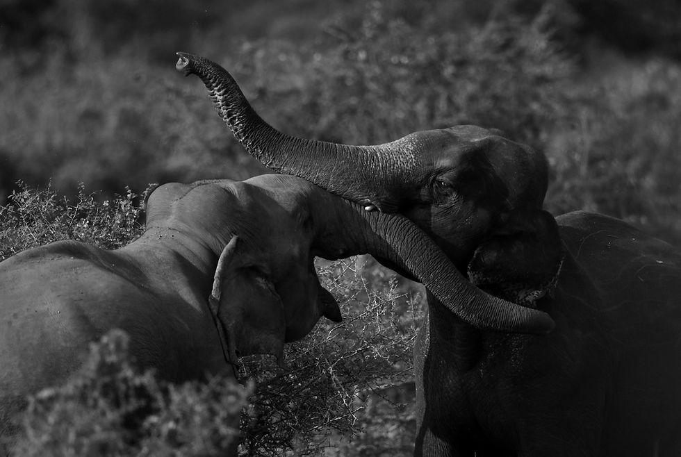 Sri Lankan Elephant