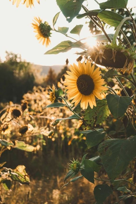 Corações gentis são jardins | Que de nossas bocas saiam somente palavras doces como favo de mel