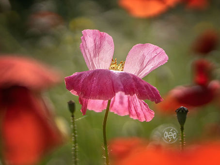 Poupées éphémères,