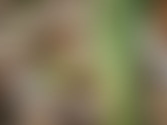 Il revient ... le temps des grenouilles,