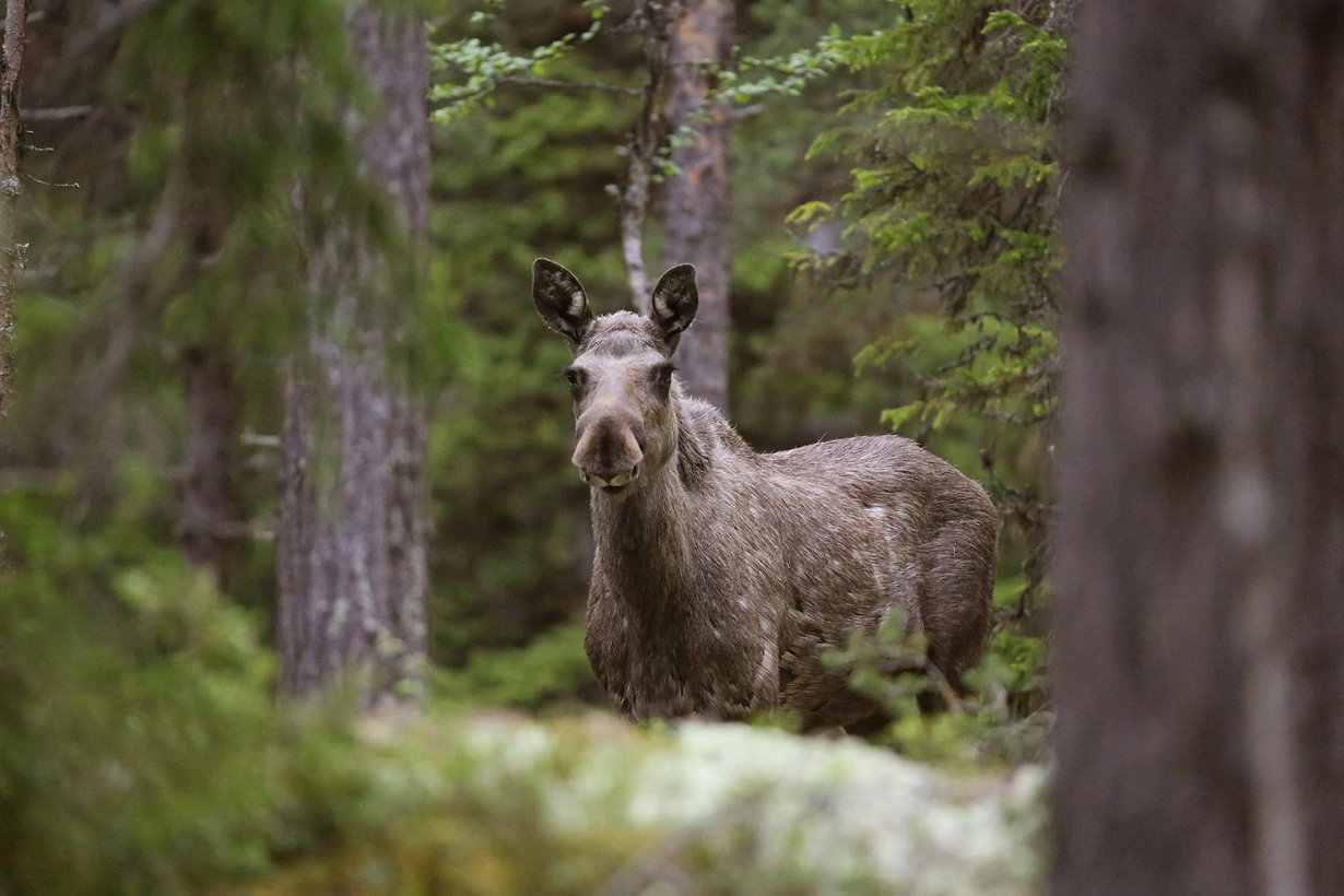 Elg - Alces alces