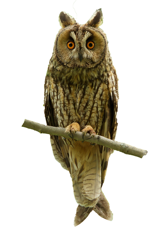 Hornugle - Asio otus