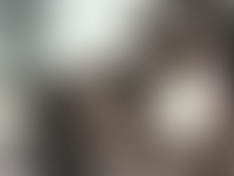 Pets of Turramurra - Willow the Cat