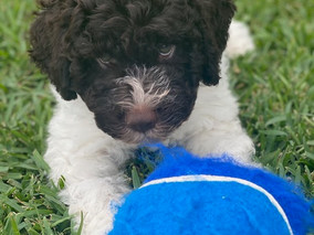 Meet Smudge! - Pets of Turramurra