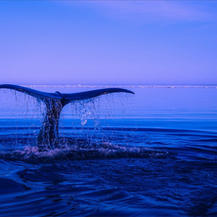 Whales & Whale Watching Tours In Sydney