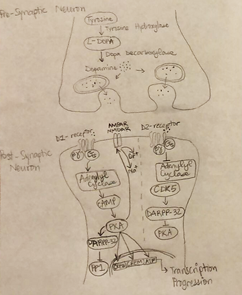 Parkinson's Disease | cell-signaling
