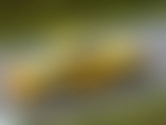 Guide d'achat : Porsche 993 Carrera