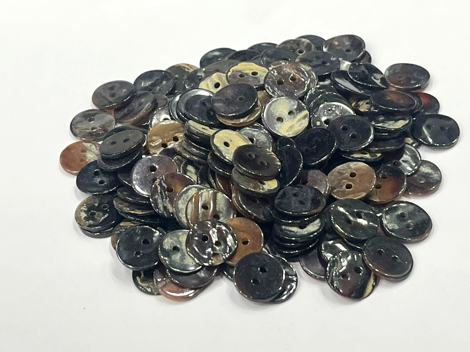 Black Mussel 2H