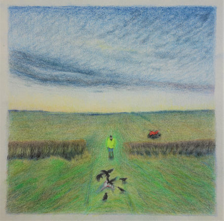 Dead lamb being eaten by crows with the farmer looking on from a distance. Evening sky behind