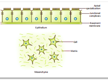MORPHOGENETIC PROCESS