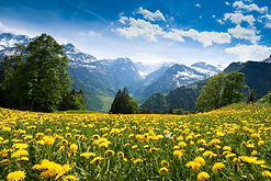 Sunflowersforlanding page.jpeg